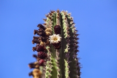Pachycereus pecten-aboriginum