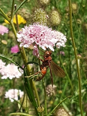 Polistes cavapyta