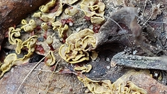 Fungi