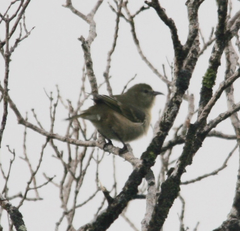 Chlorodrepanis flava