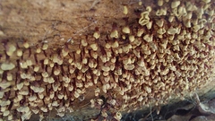 Fungi