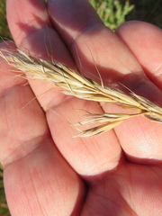 Amphibromus nervosus