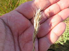 Amphibromus nervosus