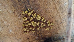 Fungi