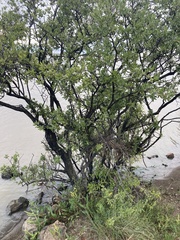 Diospyros lycioides