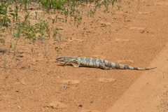 Varanus albigularis albigularis