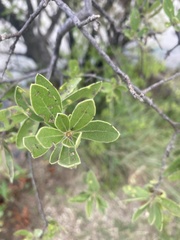 Diospyros lycioides