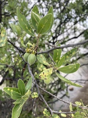 Diospyros lycioides