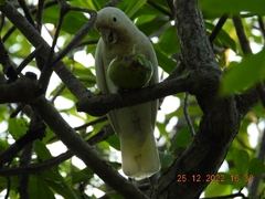 Cacatua goffiniana