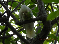 Cacatua goffiniana