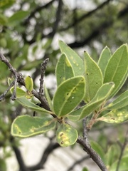 Diospyros lycioides