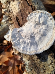 Trametes hirsuta