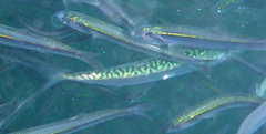 Trachurus symmetricus