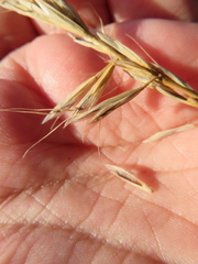 Amphibromus nervosus