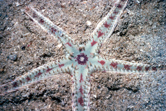 Astropecten