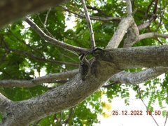 Yungipicus moluccensis