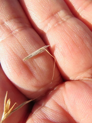 Amphibromus nervosus