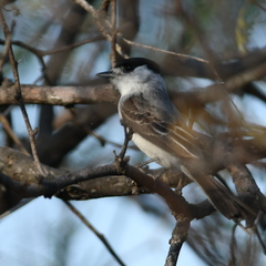 Xenopsaris albinucha