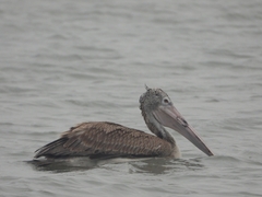 Pelecanus philippensis