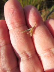 Amphibromus nervosus