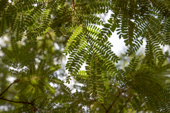 Senegalia erubescens