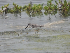 Calidris falcinellus