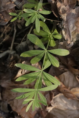Galium odoratum