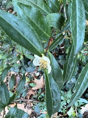 Camellia sasanqua