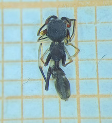 Myrmarachnini