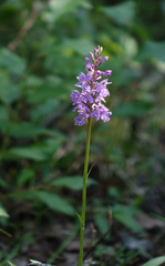 Dactylorhiza fuchsii
