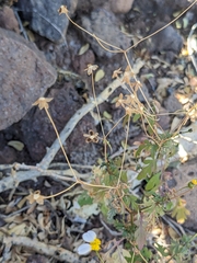 Coreocarpus parthenioides