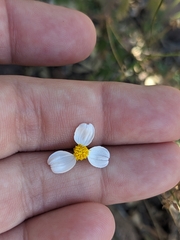 Coreocarpus parthenioides