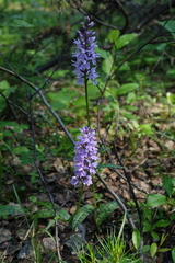 Dactylorhiza fuchsii