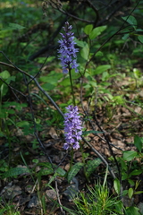 Dactylorhiza fuchsii
