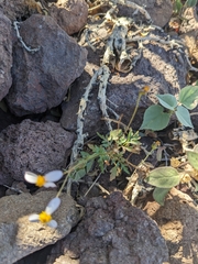 Coreocarpus parthenioides