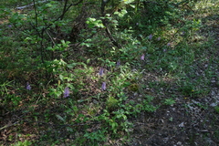 Dactylorhiza fuchsii