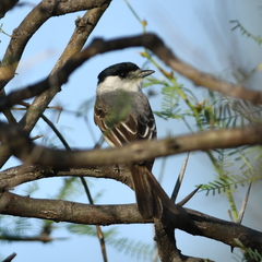 Xenopsaris albinucha