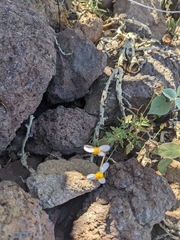 Coreocarpus parthenioides