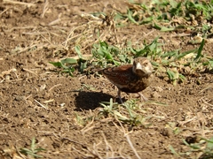 Eremopterix leucotis