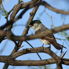 Xenopsaris albinucha