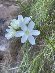 Ixia polystachya