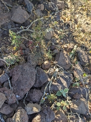 Coreocarpus parthenioides