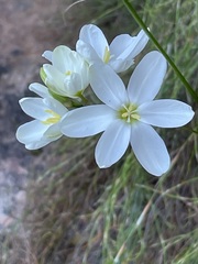 Ixia polystachya