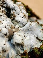 Squamarina lentigera