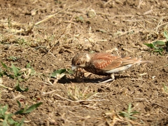 Eremopterix leucotis