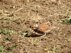 Eremopterix leucotis