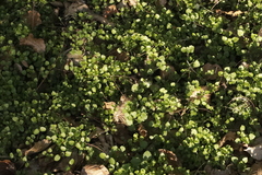 Veroniceae