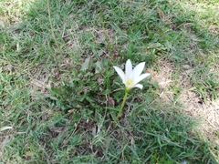 Zephyranthes mesochloa