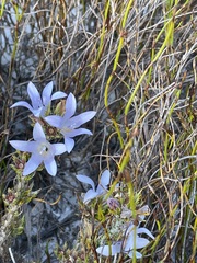 Roella prostrata