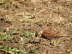 Eremopterix leucotis